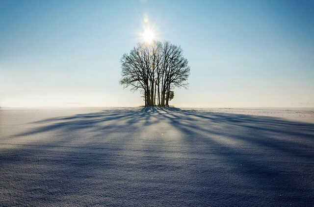 Winter solstice tree